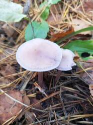 IMG_20260929_135711_848.thumb.jpg.2ed69b9406ad6845c8729a8b932ed5ba.jpg