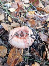 IMG_20260929_140205_924.thumb.jpg.d77e6702c5385b75e66b8f0a9dbc3b93.jpg