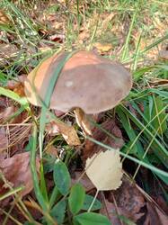 IMG_20260929_142458_449.thumb.jpg.56b80315e0e752faf42e46b27b810f9d.jpg