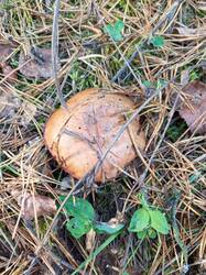 IMG_20260929_143838_092.thumb.jpg.c889f1d668988e91bc8ed2d6b033a616.jpg
