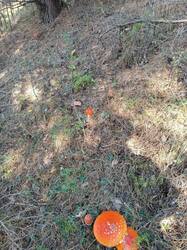 IMG_20260930_195717.thumb.jpg.fdce16abf7d21f45a4535a03f5496ad2.jpg