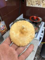 IMG_2304.jpeg