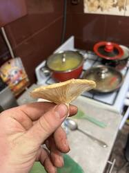 IMG_2305.jpeg