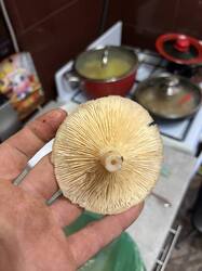 IMG_2306.jpeg