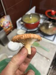 IMG_2308.jpeg