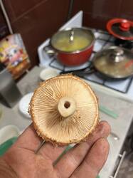IMG_2309.jpeg