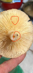 IMG_2310.jpeg