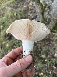 IMG_2321.jpeg
