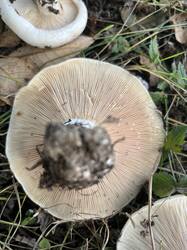 IMG_2326.jpeg