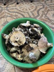 IMG_2335.jpeg