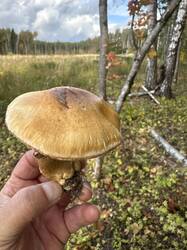 IMG_3067.jpg