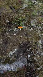 IMG_3342.jpeg