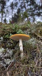 IMG_3343.jpeg
