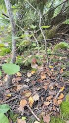 IMG_3369.jpeg