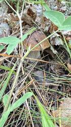 IMG_3371.jpeg