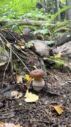 IMG_3372.jpeg
