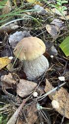 IMG_3378.jpeg
