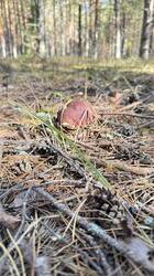 IMG_3455.jpeg