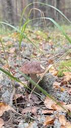 IMG_3470.jpeg