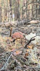 IMG_3472.jpeg