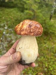 IMG_3547.jpeg