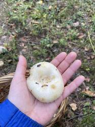 IMG_3567.jpeg