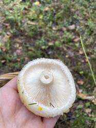 IMG_3568.jpeg