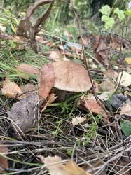 IMG_3960.jpeg