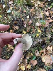 IMG_4035.jpeg