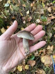 IMG_4036.jpeg