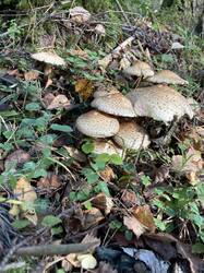IMG_4060.jpeg