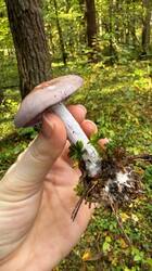 IMG_4067.jpeg
