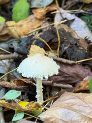 IMG_4068.jpeg