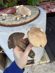 IMG_4155.jpeg
