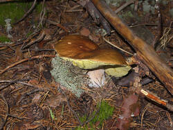 IMG_4178.thumb.jpg.7ca76efd910b6b9db37101c07649326a.jpg