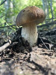 IMG_4312.jpeg