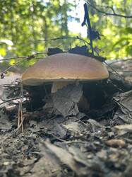 IMG_4317.jpeg