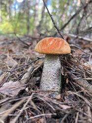 IMG_4319.jpeg