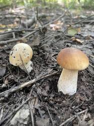 IMG_4320.jpeg