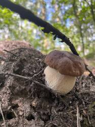 IMG_4325.jpeg