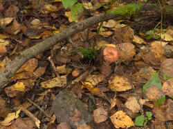 IMG_4328.thumb.jpg.f6fdc91b4de5834ca586fb5c0665ee1e.jpg