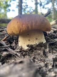 IMG_4330.jpeg