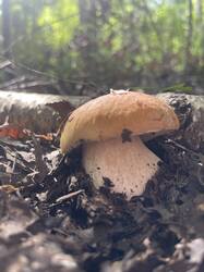 IMG_4336.jpeg