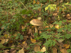 IMG_4341.thumb.jpg.5c706edef8d634dda33bcc0b85b09f22.jpg