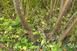 IMG_4377.thumb.jpg.80e8db16aa86e29b0ab153b217b98412.jpg