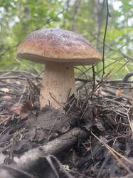 IMG_4379.thumb.jpeg.d9f545fbc44d214a7469594acf73a219.jpeg