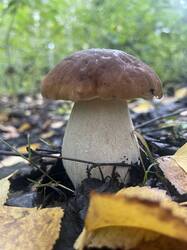 IMG_4384.thumb.jpeg.552d1cf120af7d3e0197e1722faf52e2.jpeg