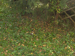 IMG_4399.thumb.jpg.f6f4cc0e5d3a8fe9cb7597ae0ec8d2b3.jpg