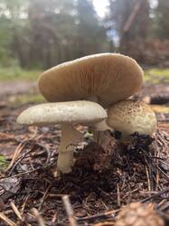 IMG_4425.thumb.jpeg.caa9a4398c9bbb00987af0952399d606.jpeg