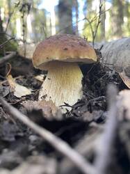 IMG_4444.thumb.jpeg.f6433d61525b075b43a18ca2f857d90f.jpeg